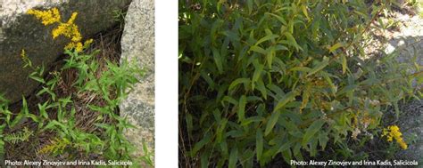 CZ-Tip - Coastal Plant Identification: Common Native and Invasive ...