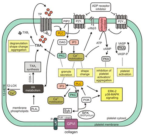 Saponins as Modulators of the Blood Coagulation System and Perspectives ...