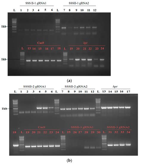 CRISPR/Cas9-Mediated Genome Editing of Soluble Starch Synthesis Enzyme ...
