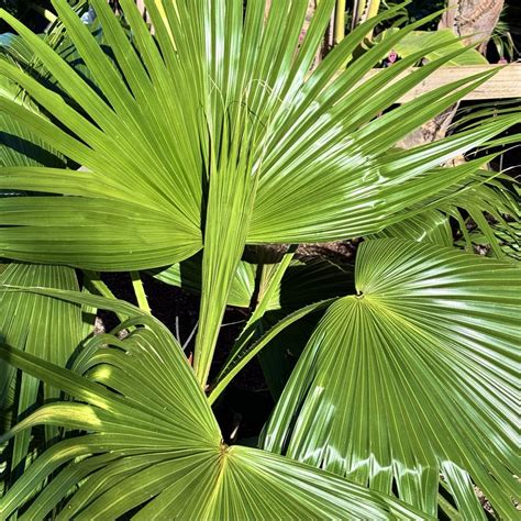Chinese Fan Palm Livistona Chinensis Palmpedia Palm Grower's Guide