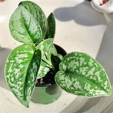 Satin Pothos (Silver Pothos) – Plant Store®