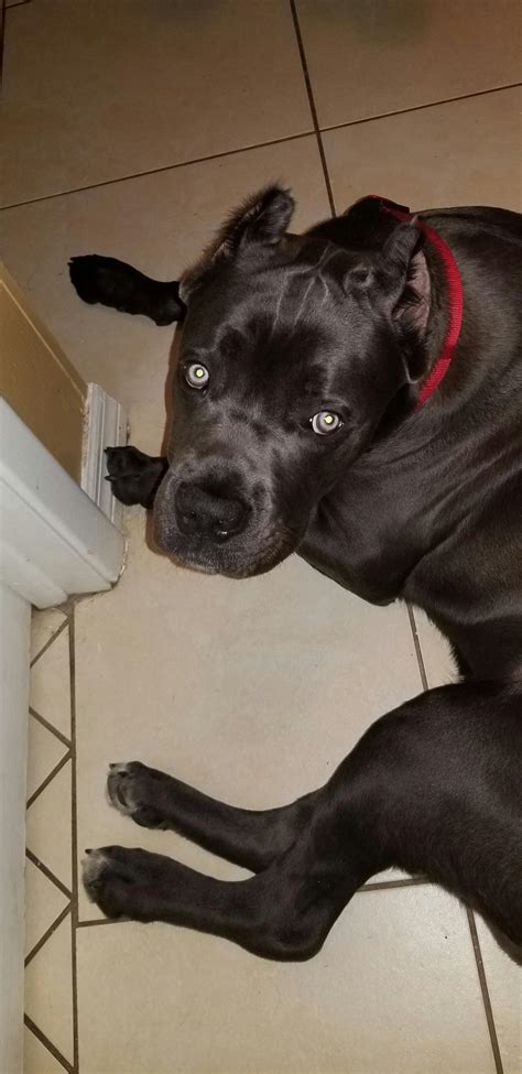 Dog Names Meaning Warrior | Popular Male and Female Names | Wag!