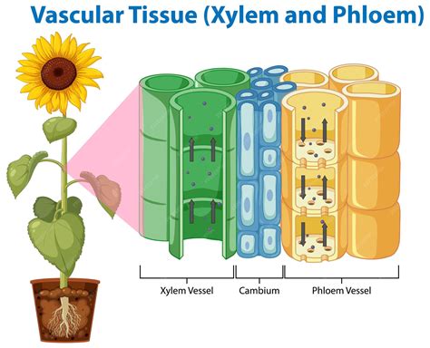 Plant Tissue Vascular