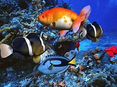 Moving Fish Wallpaper by Web Wallpapers Pk World Fish Wallpapers Moving Fish Wallpaper