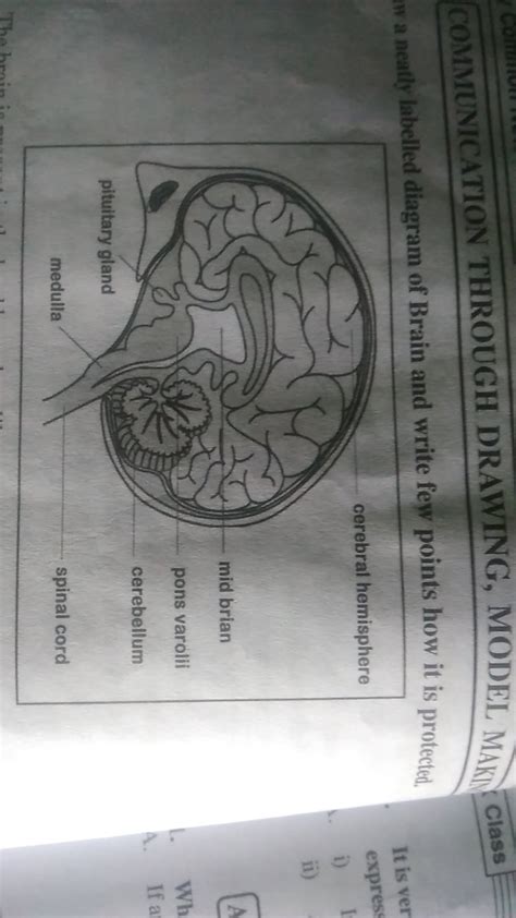 Draw neat and well labelled diagram of Human brain - Brainly.in