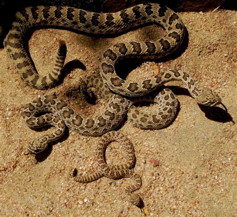 Frequently Asked Questions (FAQs) About Snakes - HubPages