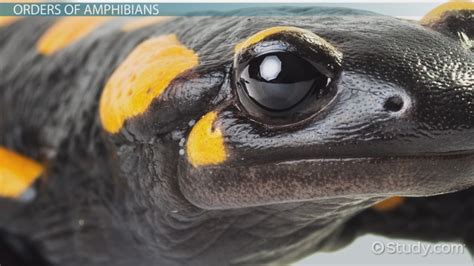 Do Amphibians Eat Small Fish at Crystal Yazzie blog