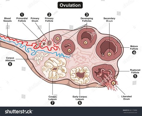 Process Of Ovulation
