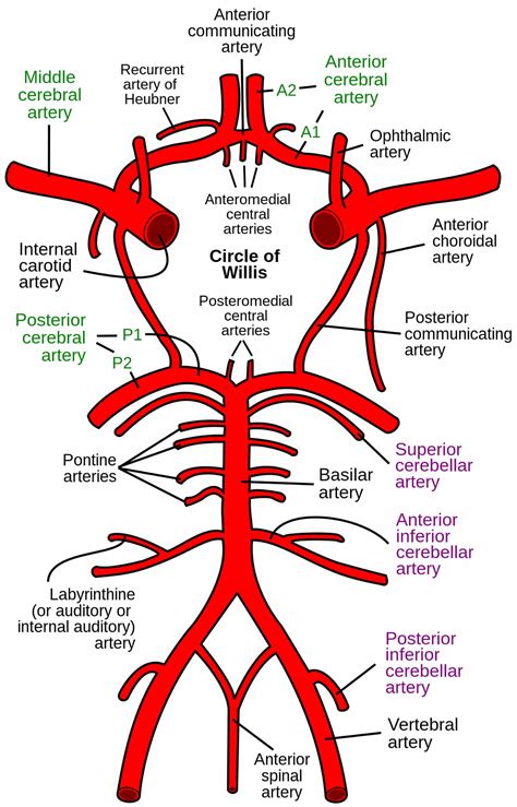 Basilar artery anatomy, aneurysm, thrombosis, hypoplasia, dolichoectasia & basilar syndrome