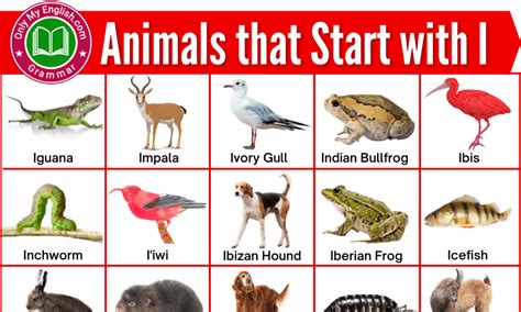Male and Female Animal Names List » Onlymyenglish.com