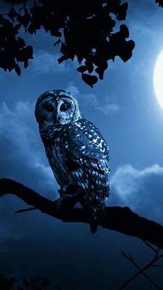 Barn Owl Phone Wallpaper by The Moon Watcher Real Owls Echte Uilen Barn Owl Phone Wallpaper