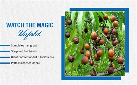 Buy 7 Days Reetha Onion Shikakai Bhringraj Amla Hair Oil for Men ...