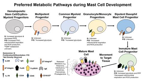 Mast Cell Degranulation And Synthesis