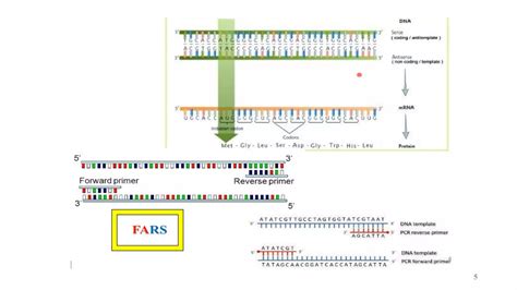 Image result for PCR Primer Design Software