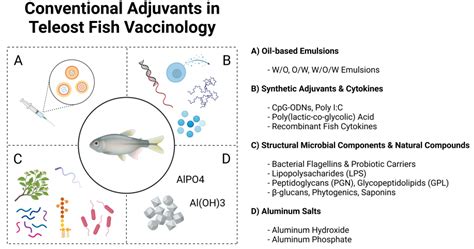 Advances in Vaccine Adjuvants for Teleost Fish: Implications for ...