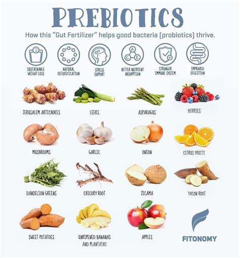 PREBIOTICS FOODS! | Prebiotic foods, High fiber foods, Prebiotics and probiotics