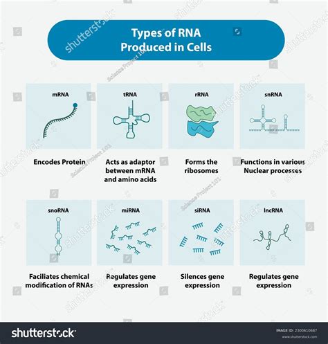 Types Rna Produced Cells Stock Vector (Royalty Free) 2300610687 | Shutterstock