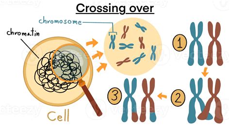 Chromosomal crossover, Crossing over chromosomes and homologous ...