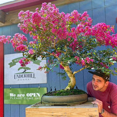 7 Miniature Bonsai Trees to Grow for Home Decor