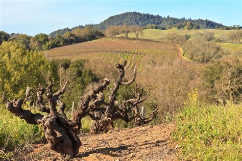 Dry Creek Vineyard 2021 Old Vine Zinfandel (Dry Creek Valley) Rating ...