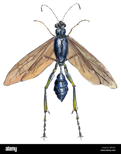 Blue mud dauber Stock Photo - Alamy