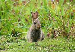 Image result for Fuzzy Baby Bunny Plant