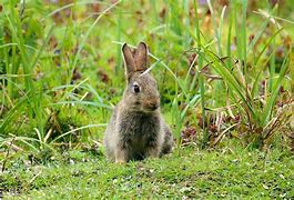 Image result for Cute Baby Bunny Pics