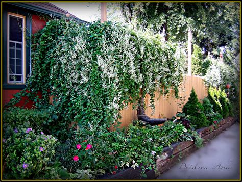 Suzy Homefaker: SILVER LACE VINE