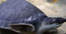 tortue eau douce aquarium tortue eau douce aquarium reptiles zoo tortue eau douce aquarium tortue eau douce aquarium reptiles zoo