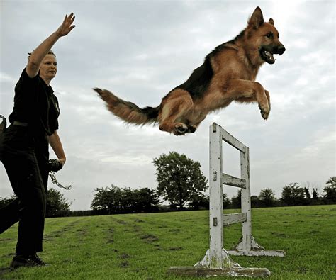 Image result for Training Retrieving Dogs