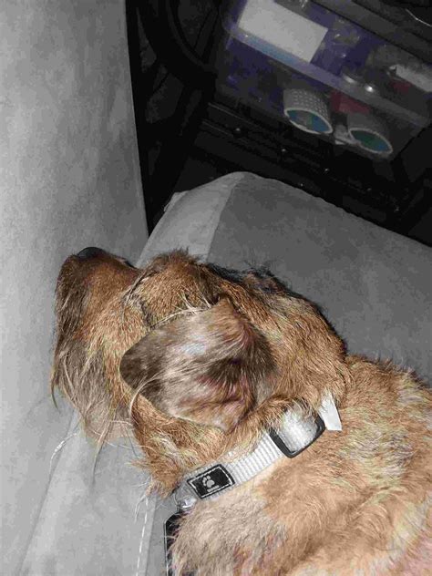 My dog tested positive for pancreatitis yesterday afternoon. I have done everything the vet ...