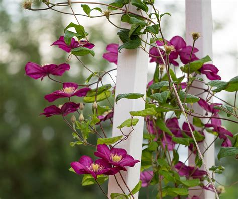 How and when to fertilize clematis: with expert advice | Homes and Gardens