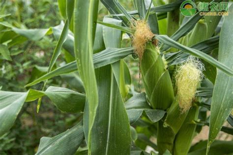 玉米一亩地的产量是多少-百度经验