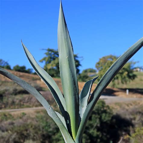 Shop Blue agave 'Tequila Plant' Agave Tequilana - Care and Info ...