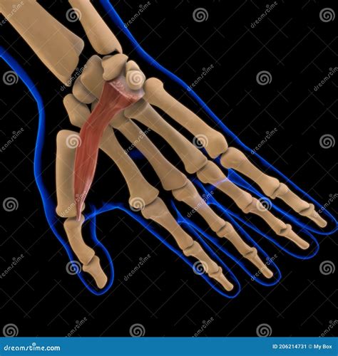 Flexor Pollicis Brevis Muscle Anatomy for Medical Concept 3D ...