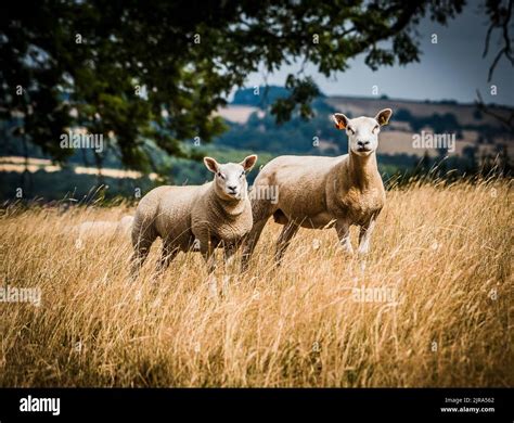 A Texel ewe with Blue Texel sire lamb, Nottinghamshire, UK Stock Photo ...
