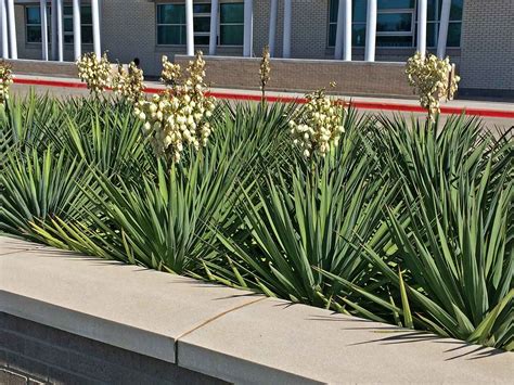 Plants for Dallas - Your Source for the Best Landscape Plant ...
