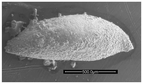 Early Carboniferous Ostracods (Crustacea) from Death Valley, California ...