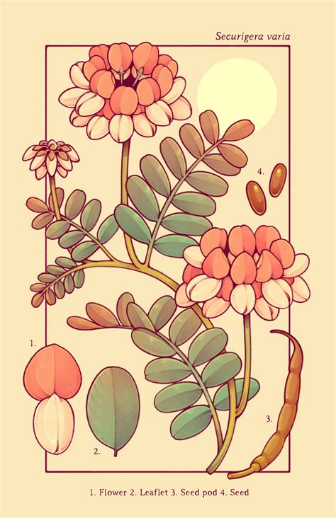 flower drawing base