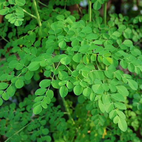 Moringa Oleifera Tree