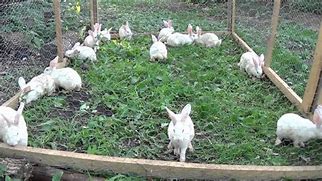 Image result for Raising Free-Range Rabbits