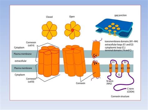 Cell-Cell Interaction 的图像结果