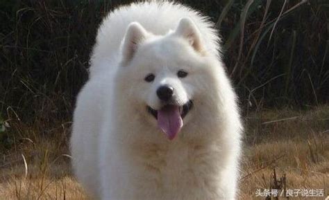 萨摩耶纯种幼犬萨摩耶犬活体微笑天使可爱型中型犬雪橇犬宠物狗喵