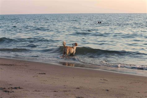 Can Dogs Smell Water? 5 Simple Steps To Train Your Dog - Learn About Pet