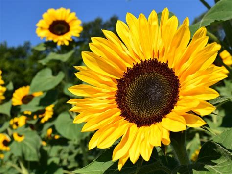 Sunflowers use an internal clock to bloom at optimal times to attract ...