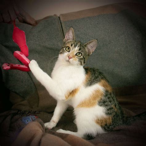 Taylor Animal Rescue