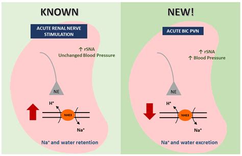 What Increases Water Retention