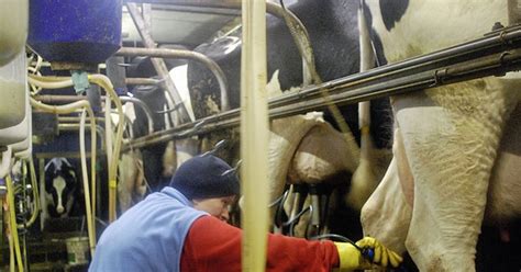 Milk production soars as record numbers of pigs and sheep recorded ...