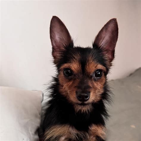 Dog for adoption - Precious (Chorkie), a Yorkshire Terrier & Chihuahua ...