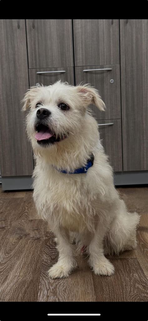 Adopt Charlie Today - Find Paw Pal